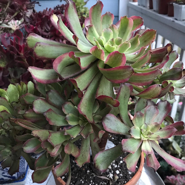 Aeonium Pink Daisy huge cluster tree. Photos taken 10-10-23. Rare Aeonium