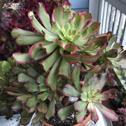Aeonium Pink Daisy huge cluster tree. Photos taken 10-10-23. Rare Aeonium