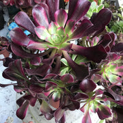 Aeonium Medusa huge cluster tree. Photos taken 10-10-23. Rare Aeonium