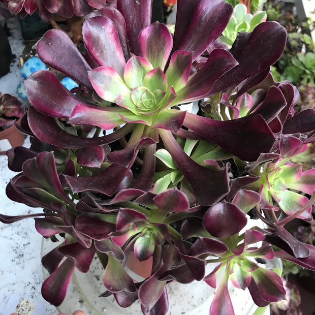 Aeonium Medusa huge cluster tree. Photos taken 10-10-23. Rare Aeonium