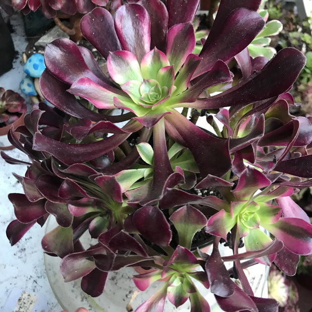 Aeonium Medusa huge cluster tree. Photos taken 10-10-23. Rare Aeonium