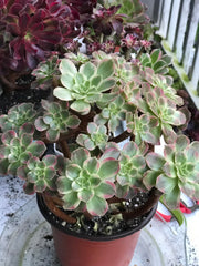 Aeonium Anna cluster tree. Rare find. Photos taken 10-11-23. Rare Aeonium