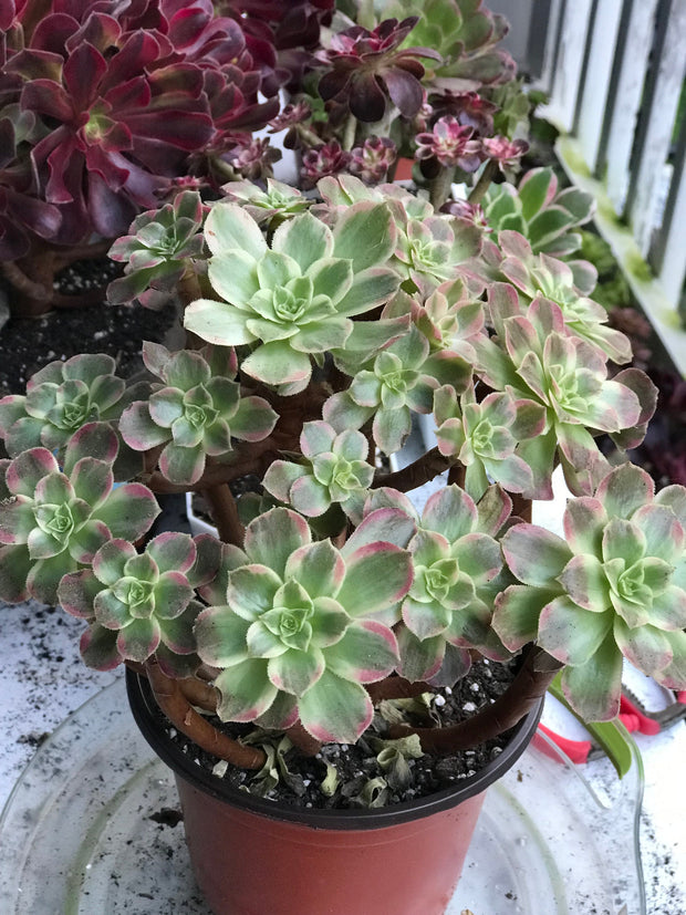 Aeonium Anna cluster tree. Rare find. Photos taken 10-11-23. Rare Aeonium