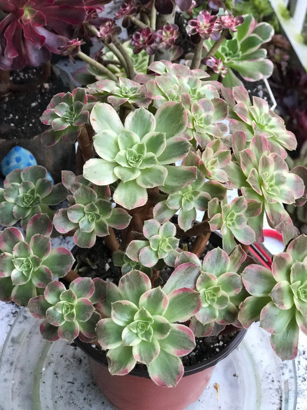 Aeonium Anna cluster tree. Rare find. Photos taken 10-11-23. Rare Aeonium