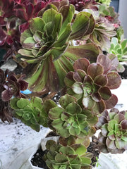 Aeonium Big Bang cluster tree. Photos taken 10-11-23. Rare Aeonium
