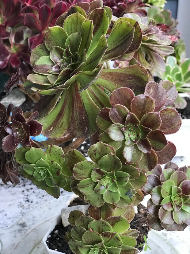 Aeonium Big Bang cluster tree. Photos taken 10-11-23. Rare Aeonium