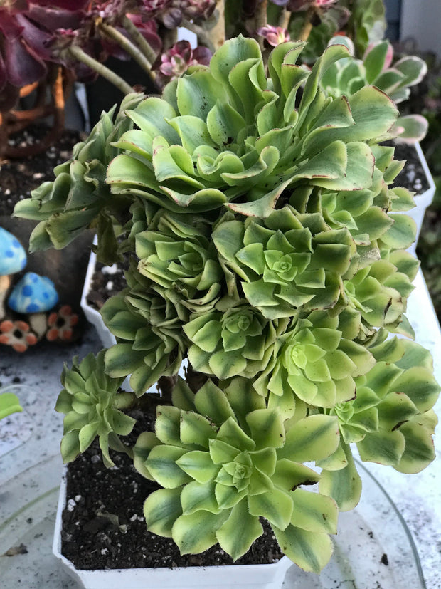 Aeonium Jasper cluster. Photos taken 10-12-23. Rare Aeonium