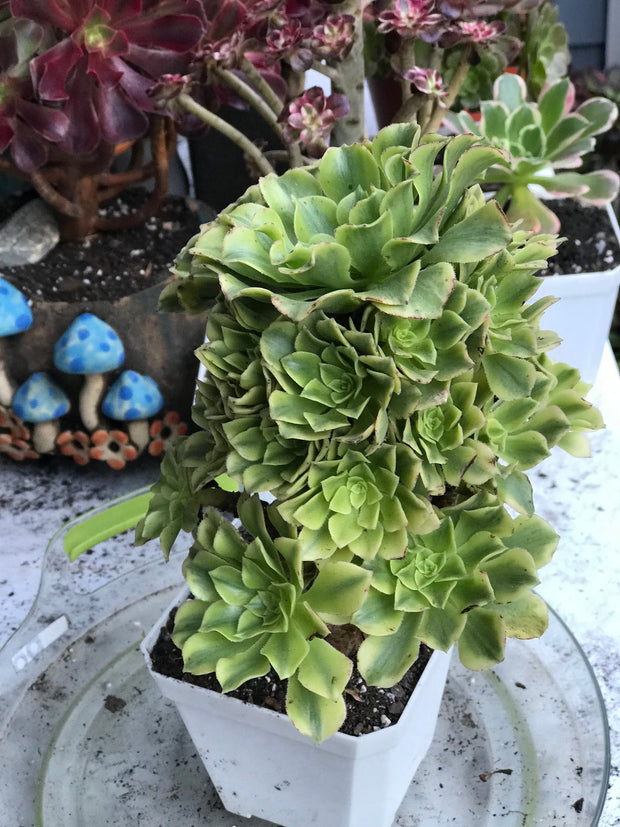 Aeonium Jasper cluster. Photos taken 10-12-23. Rare Aeonium