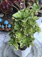 Aeonium Jasper cluster. Photos taken 10-12-23. Rare Aeonium