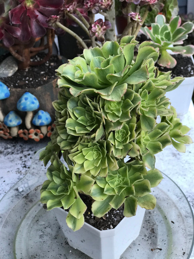 Aeonium Jasper cluster. Photos taken 10-12-23. Rare Aeonium