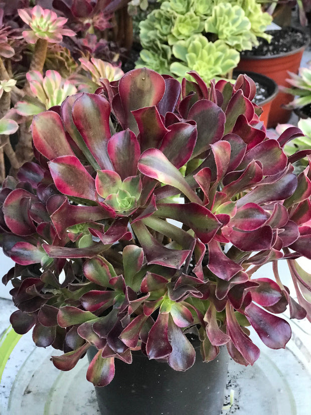 Aeonium Medusa huge cluster tree. Photos taken 10-13-23. Rare Aeonium