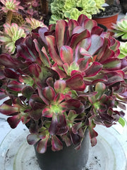 Aeonium Medusa huge cluster tree. Photos taken 10-13-23. Rare Aeonium