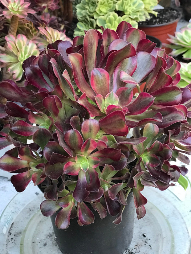 Aeonium Medusa huge cluster tree. Photos taken 10-13-23. Rare Aeonium