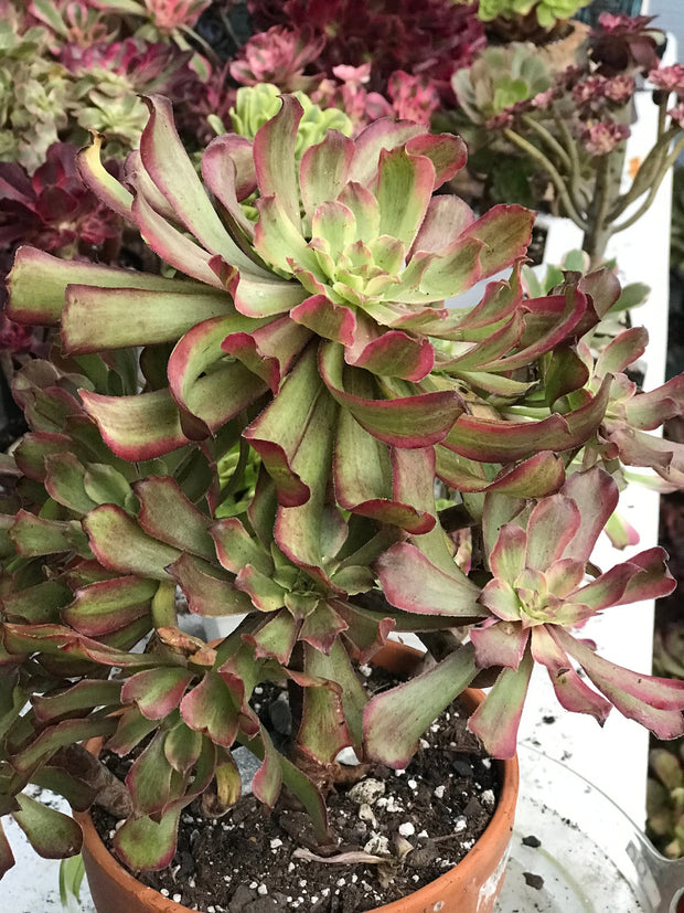 Aeonium Pink Daisy 4 year old huge cluster tree. Photos taken 10-13-23. Rare Aeonium
