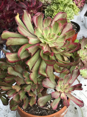 Aeonium Pink Daisy 4 year old huge cluster tree. Photos taken 10-13-23. Rare Aeonium