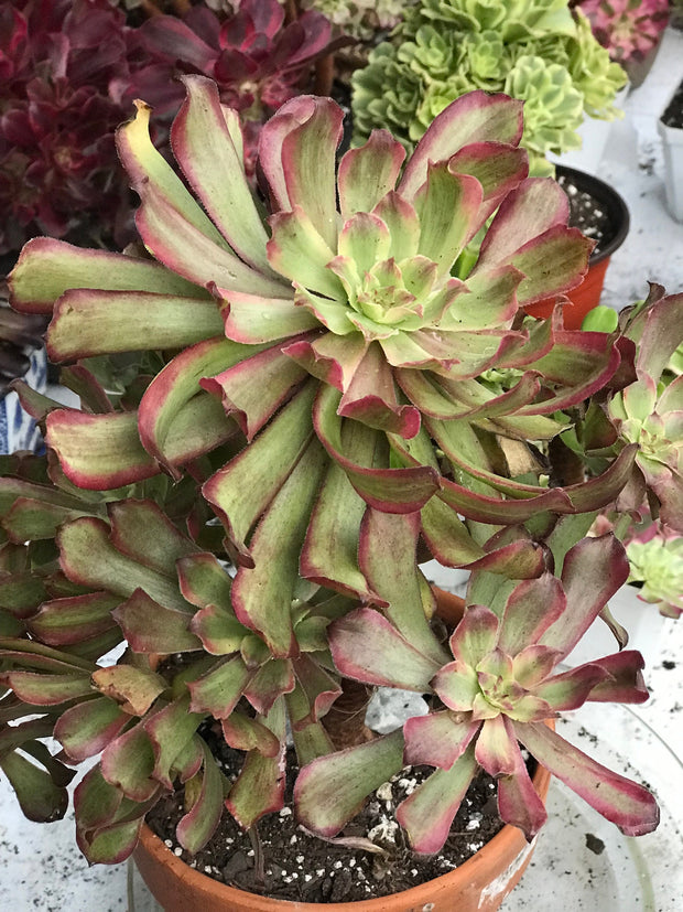 Aeonium Pink Daisy 4 year old huge cluster tree. Photos taken 10-13-23. Rare Aeonium