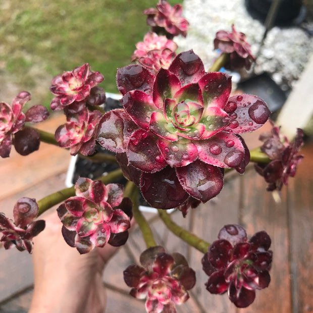 Aeonium Chanelle cluster tree. Photos taken 10-14-23. Rare Aeonium