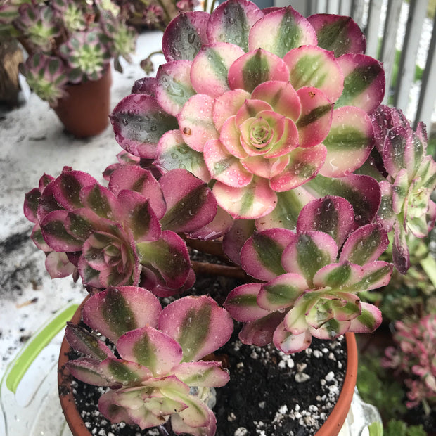 Aeonium Allure cluster. Photos taken 10-14-23. Rare Aeonium