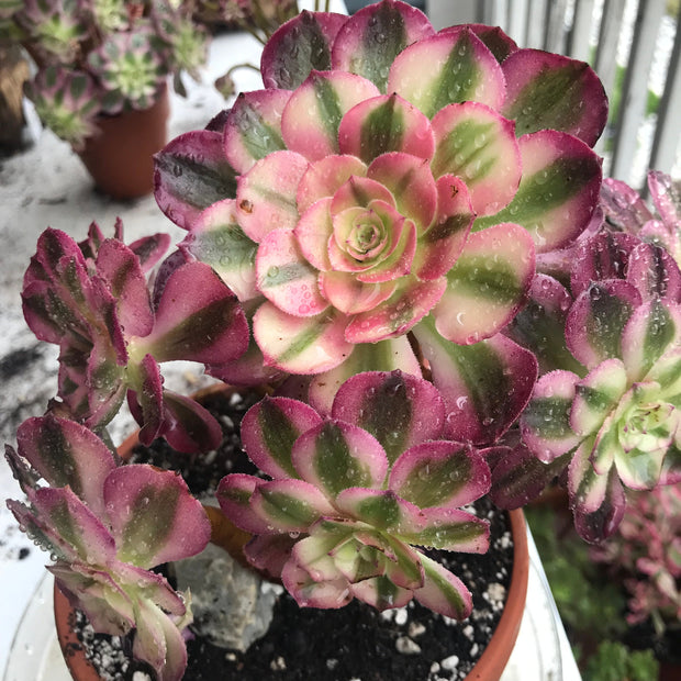 Aeonium Allure cluster. Photos taken 10-14-23. Rare Aeonium