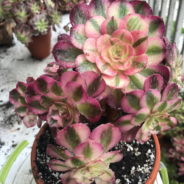 Aeonium Allure cluster. Photos taken 10-14-23. Rare Aeonium