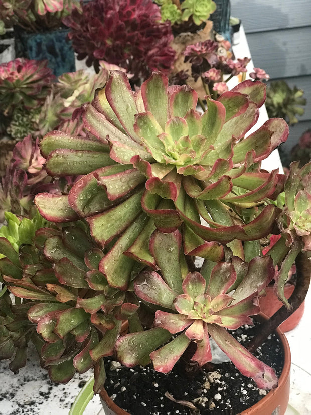 Aeonium Pink Daisy 5 year old huge cluster tree. Photos taken 10-13-23. Rare Aeonium