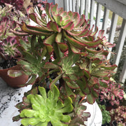 Aeonium Pink Daisy 5 year old huge cluster tree. Photos taken 10-13-23. Rare Aeonium