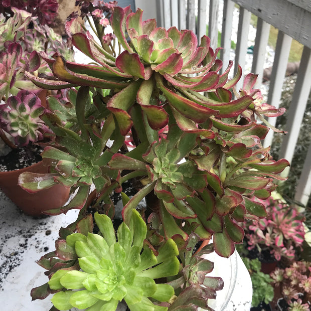 Aeonium Pink Daisy 5 year old huge cluster tree. Photos taken 10-13-23. Rare Aeonium
