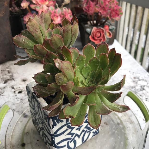 Aeonium Pink Daisy. Photos taken 10-15-23. Rare Aeonium
