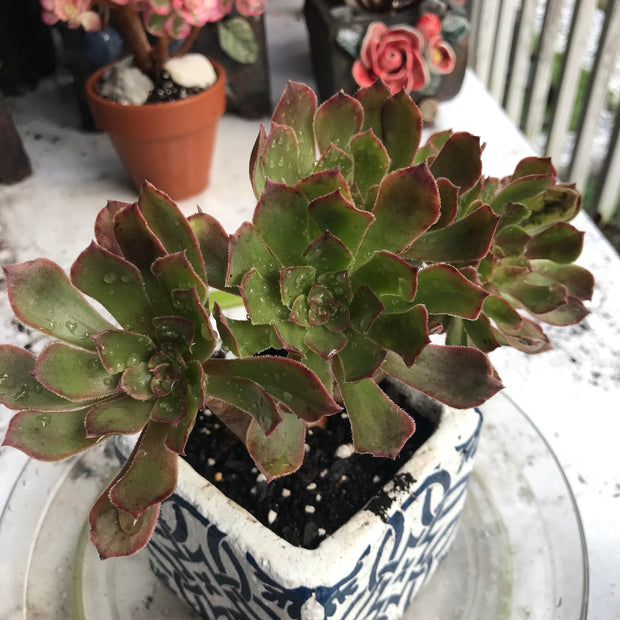 Aeonium Pink Daisy. Photos taken 10-15-23. Rare Aeonium