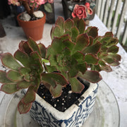 Aeonium Pink Daisy. Photos taken 10-15-23. Rare Aeonium
