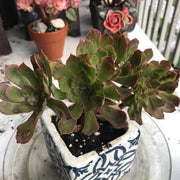 Aeonium Pink Daisy. Photos taken 10-15-23. Rare Aeonium