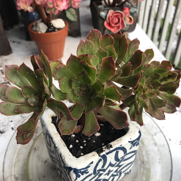 Aeonium Pink Daisy. Photos taken 10-15-23. Rare Aeonium