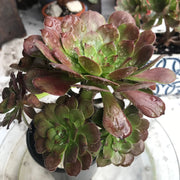 Aeonium Black King Kong. Photos taken 10-15-23. Rare Aeonium