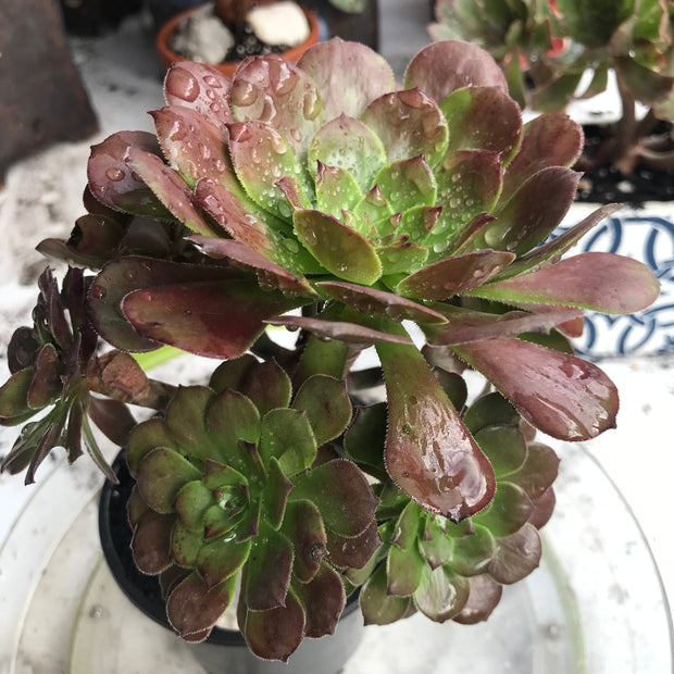 Aeonium Black King Kong. Photos taken 10-15-23. Rare Aeonium