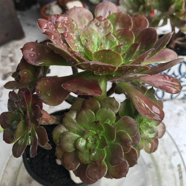 Aeonium Black King Kong. Photos taken 10-15-23. Rare Aeonium