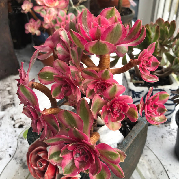 Aeonium Allure cluster. Photos taken 10-15-23. Rare Aeonium