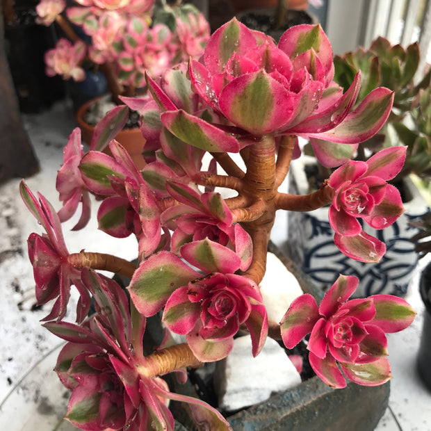 Aeonium Allure cluster. Photos taken 10-15-23. Rare Aeonium