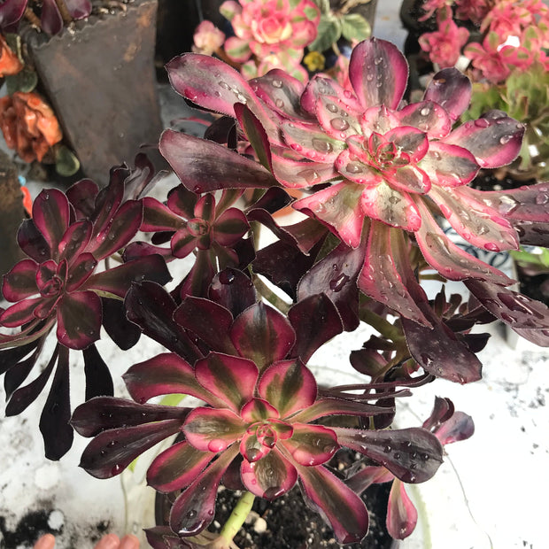 Aeonium Chanelle cluster tree. Photos taken 10-15-23. Rare Aeonium