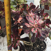 Aeonium Chanelle cluster tree. Photos taken 10-15-23. Rare Aeonium