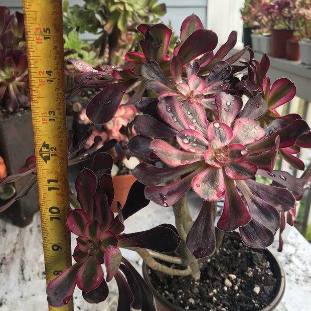 Variegated Rare succulents. Aeonium Chanelle cluster tree. Photos taken 10-15-23. Rare Aeonium