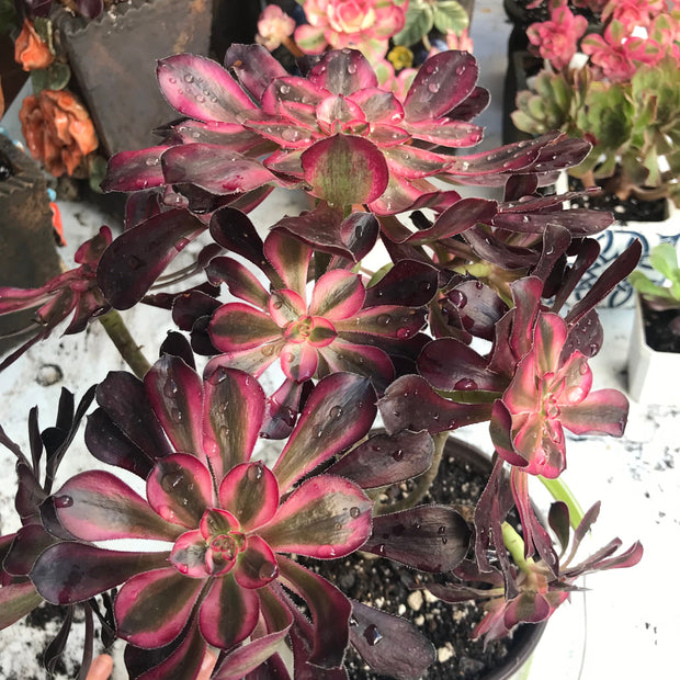 Aeonium Chanelle cluster tree. Photos taken 10-15-23. Rare Aeonium