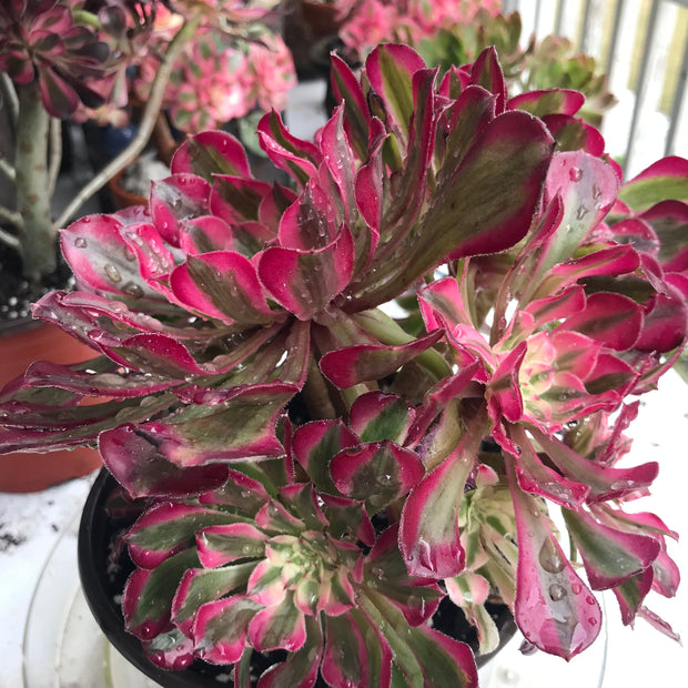 Aeonium Large White Zwartkop cluster tree. Photos taken 10-15-23. Rare Aeonium