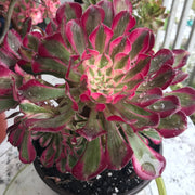 Aeonium Large White Zwartkop cluster tree. Photos taken 10-15-23. Rare Aeonium