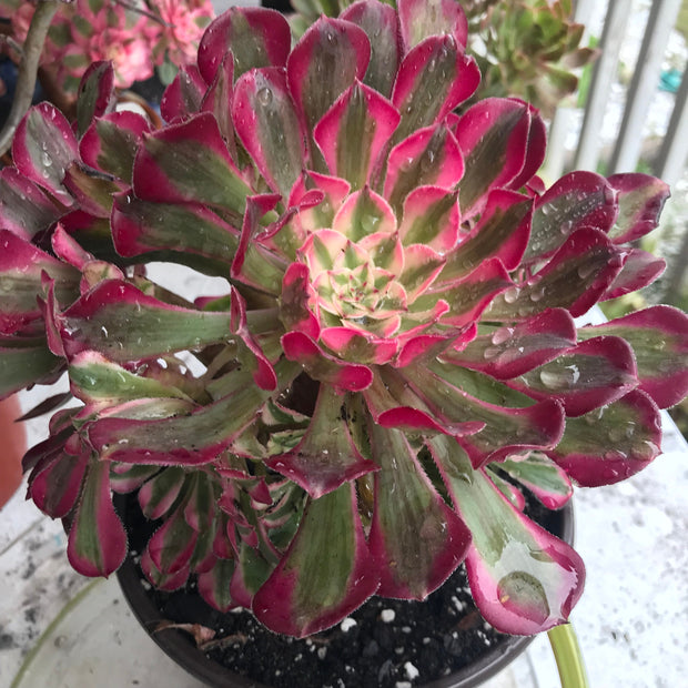 Aeonium Large White Zwartkop cluster tree. Photos taken 10-15-23. Rare Aeonium