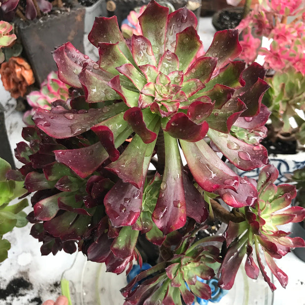 Aeonium Dark Princess cluster tree. Very rare. Photos taken 10-15-23. Rare Aeonium