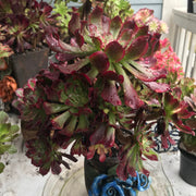 Aeonium Dark Princess cluster tree. Very rare. Photos taken 10-15-23. Rare Aeonium