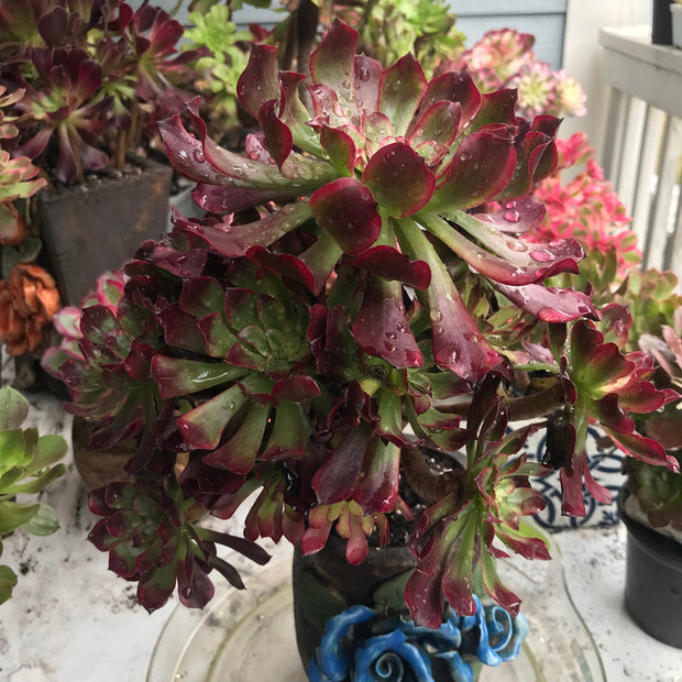 Variegated Rare succulents. Aeonium Dark Princess cluster tree. Very rare. Photos taken 10-15-23. Rare Aeonium