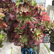Aeonium Dark Princess cluster tree. Very rare. Photos taken 10-15-23. Rare Aeonium