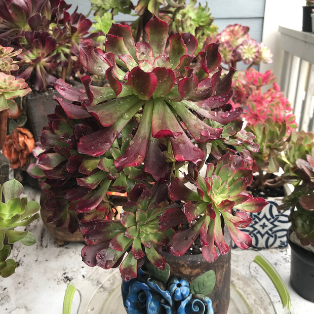 Aeonium Dark Princess cluster tree. Very rare. Photos taken 10-15-23. Rare Aeonium
