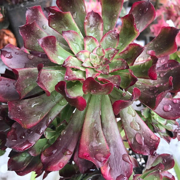 Aeonium Dark Princess cluster tree. Very rare. Photos taken 10-15-23. Rare Aeonium
